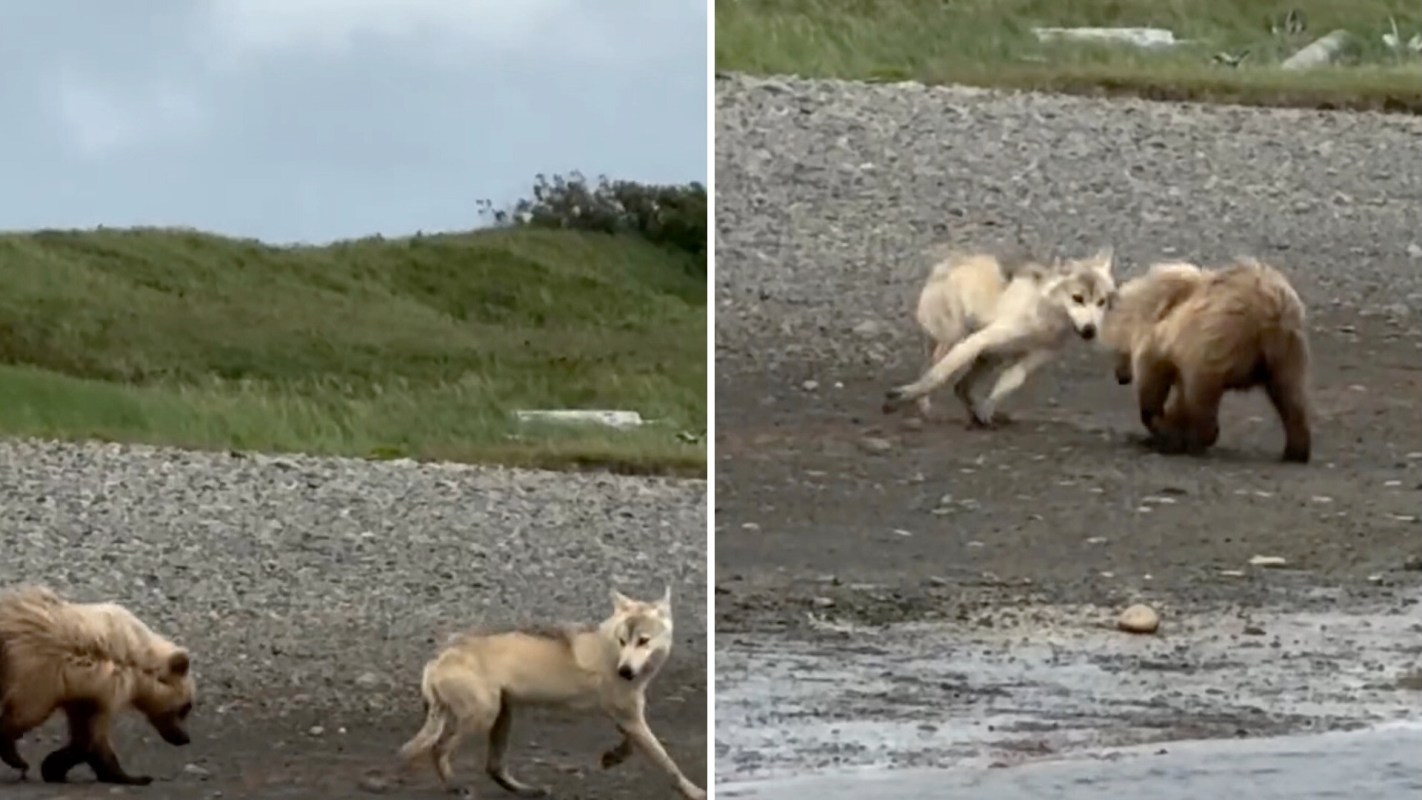 A wolf pup and a bear cub playing near a rocky shoreline.