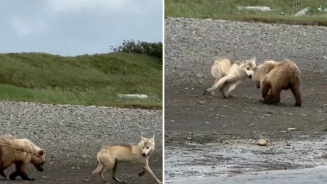 A wolf pup and a bear cub playing near a rocky shoreline.
