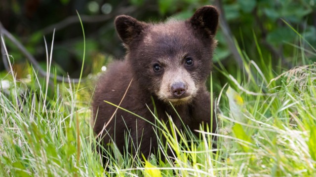 A black bear cub.