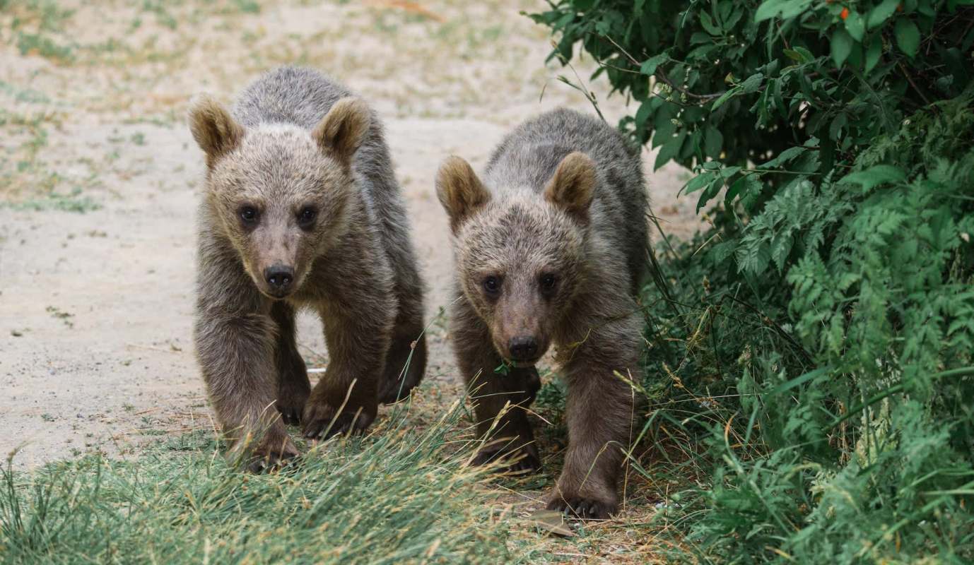 Two brown bear cubs.