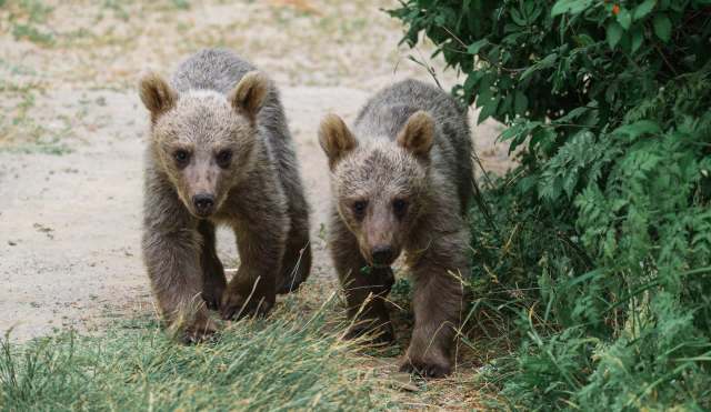 Two brown bear cubs.