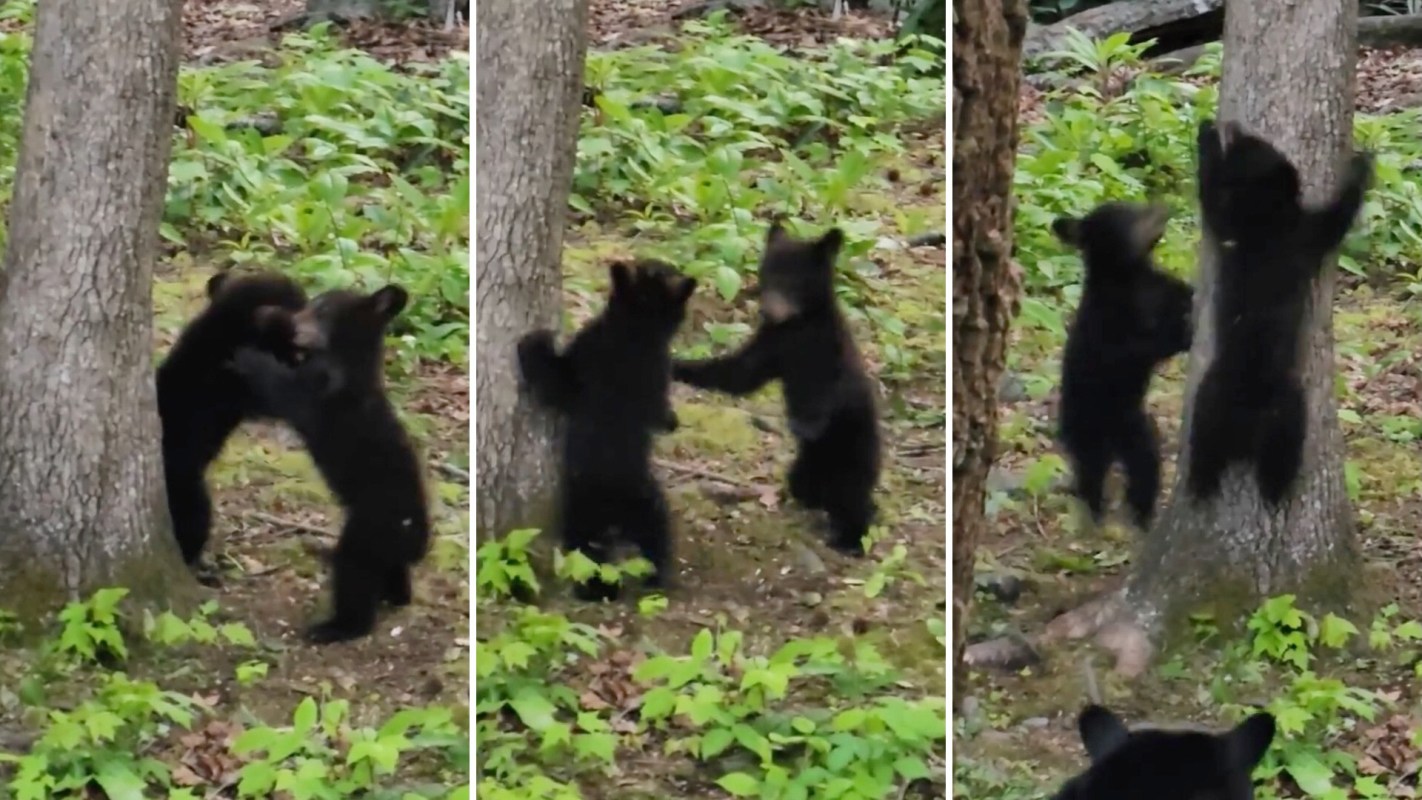 Two bear cubs playing near trees.
