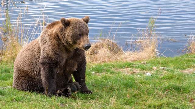 A bear sitting on the grass near a body of water.