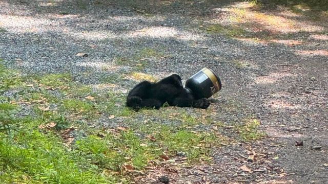A bear cub with a jug stuck on its head.