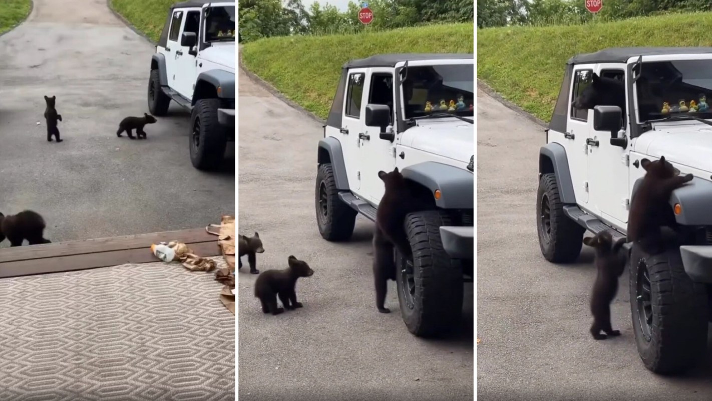 Three playful bear cubs explore a parked white Jeep in a wooded area.