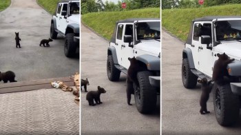 Three playful bear cubs explore a parked white Jeep in a wooded area.