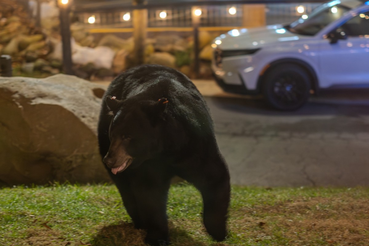 A black bear walks on grass near a parked car at night.