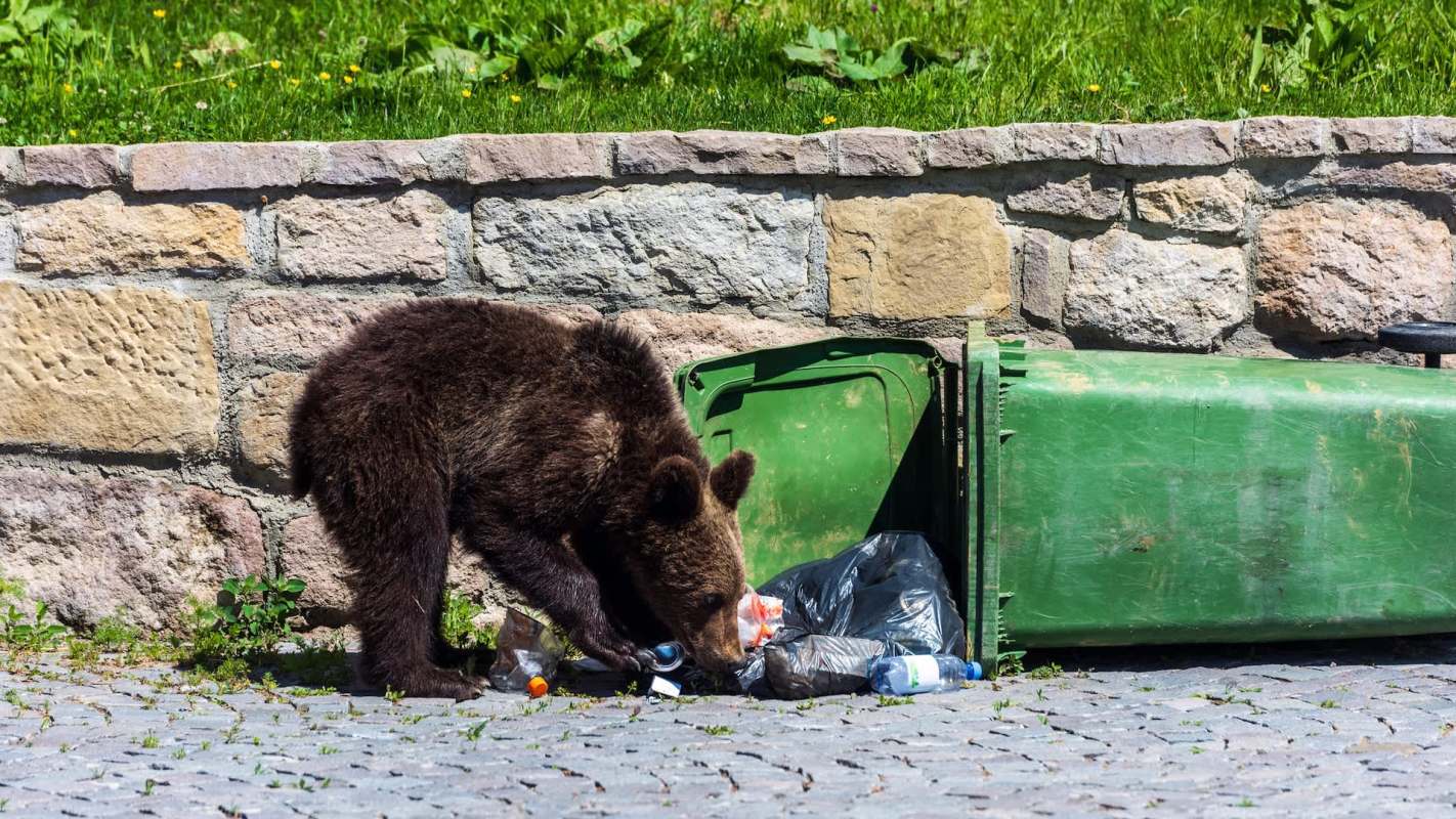 A young bear rummages through garbage bags next to an overturned green trash bin against a stone wall.