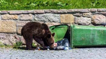 A young bear rummages through garbage bags next to an overturned green trash bin against a stone wall.