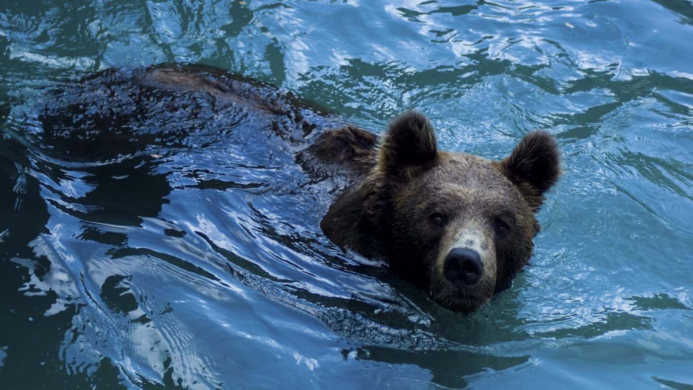 A brown bear in water.