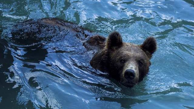 A brown bear in water.