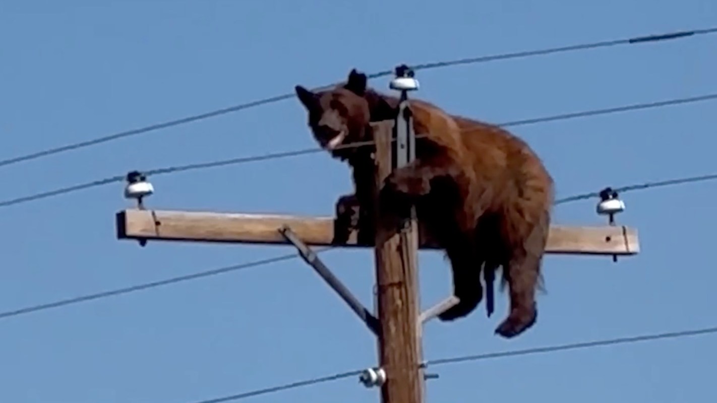 A bear climbs a utility pole, resting near power lines against a blue sky.