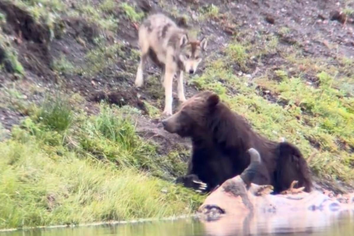 A wolf eyeing a bear with a bison carcass.