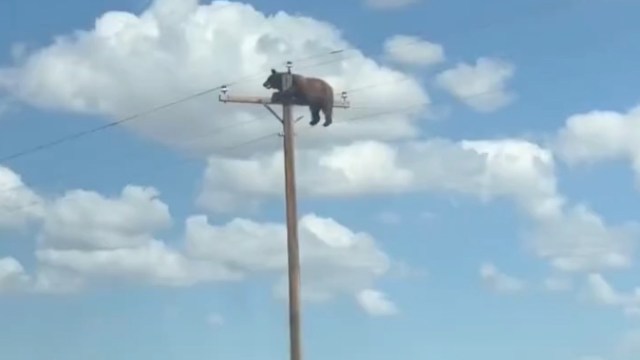 A bear rests on a utility pole.