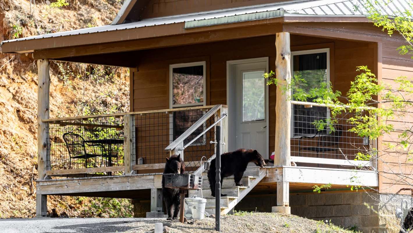 Two bears are near a wooden porch of a cabin, with one on the steps and the other beside a water container.