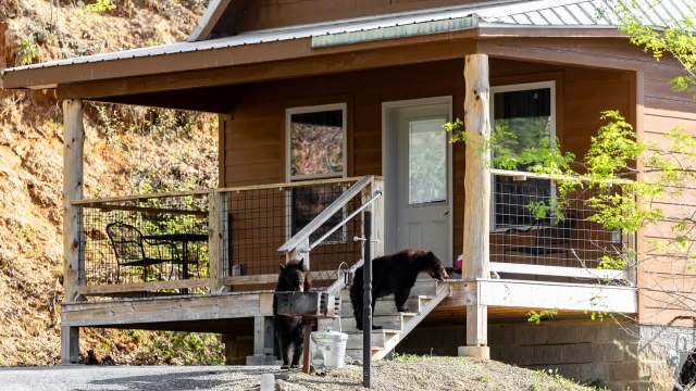 Two bears are near a wooden porch of a cabin, with one on the steps and the other beside a water container.