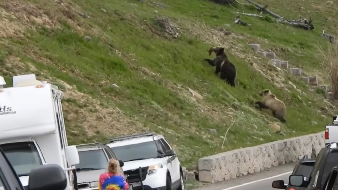 A woman watches two grizzly bears, one with something in its mouth, climbing a grassy hillside near parked cars.