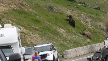 A woman watches two grizzly bears, one with something in its mouth, climbing a grassy hillside near parked cars.