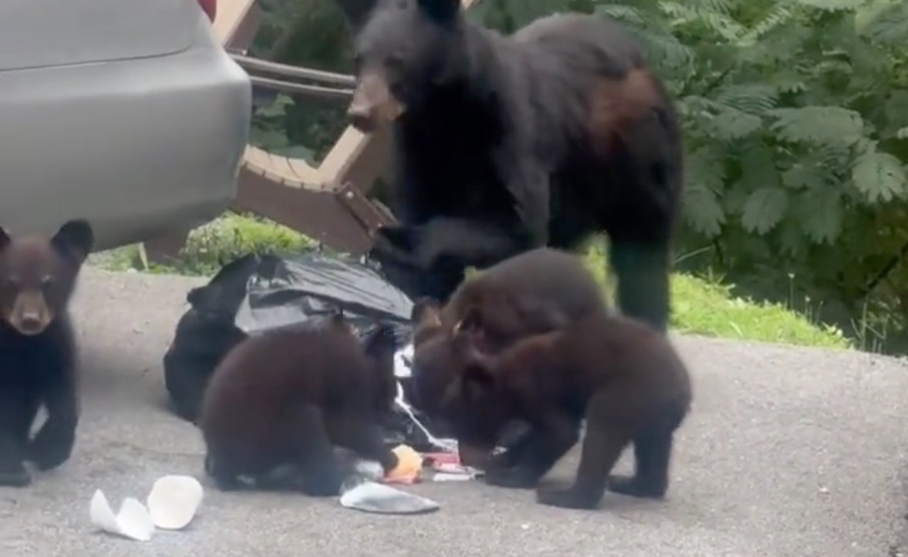 A mother bear and three cubs rummage through a trash bag next to a car on a roadside.