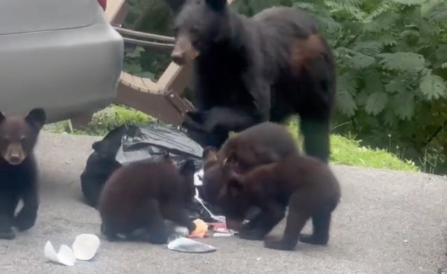 A mother bear and three cubs rummage through a trash bag next to a car on a roadside.