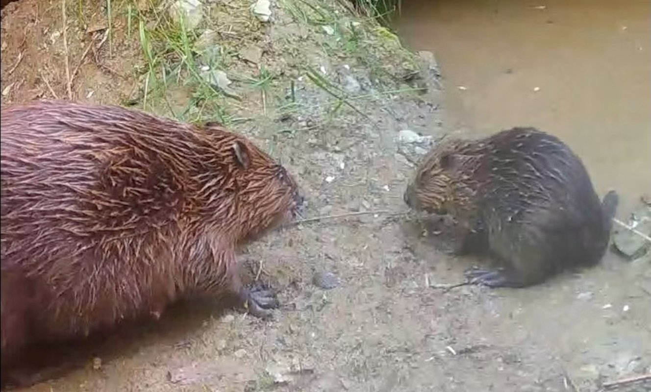 A beaver with a kit on a muddy bank.
