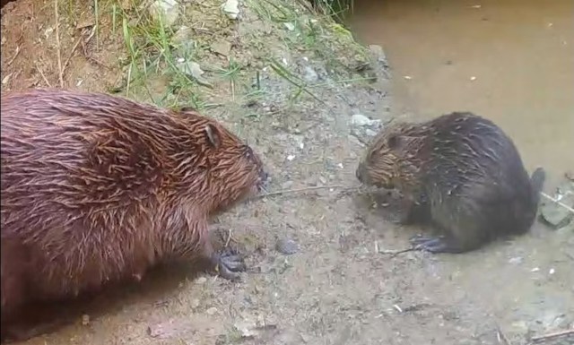 A beaver with a kit on a muddy bank.