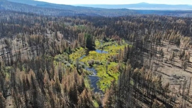 A landscape showing a river winding through a forest affected by a wildfire, with blackened trees and green vegetation.