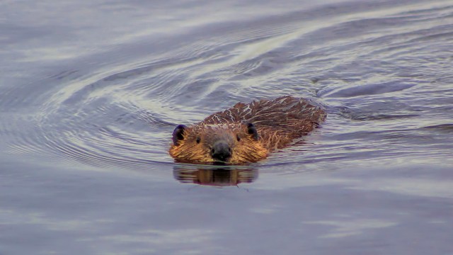 A swimming beaver.