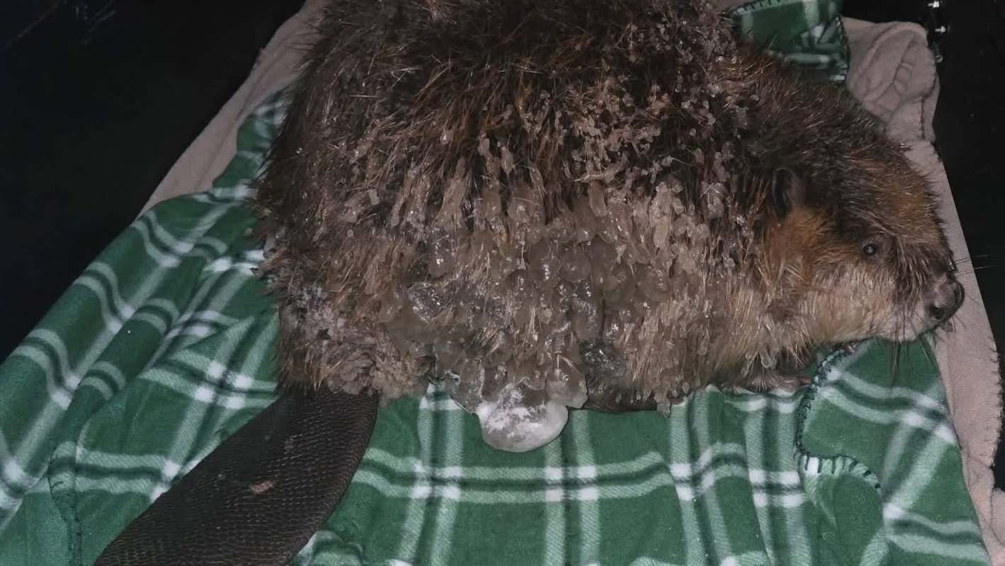 A beaver covered in ice is resting on a green and white plaid blanket.