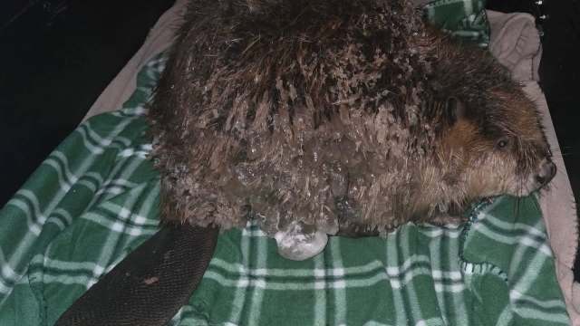 A beaver covered in ice is resting on a green and white plaid blanket.