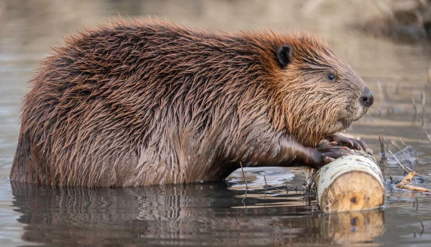 A beaver rests on a log in a calm body of water.