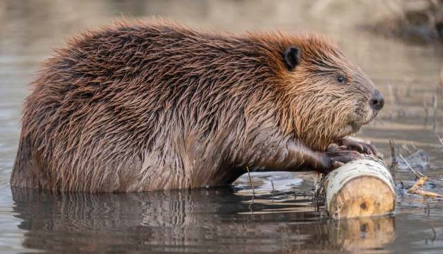 A beaver rests on a log in a calm body of water.