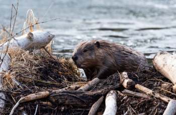 A beaver sits on a pile of sticks and mud near the edge of a river, with water in the background.