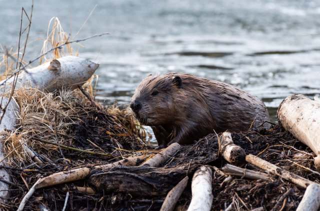 A beaver sits on a pile of sticks and mud near the edge of a river, with water in the background.