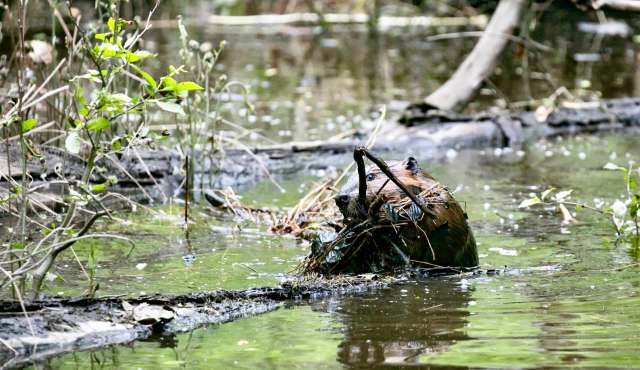 A beaver building a dam.