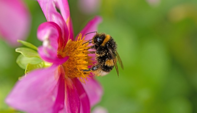 A bumblebee collecting pollen from a pink flower.