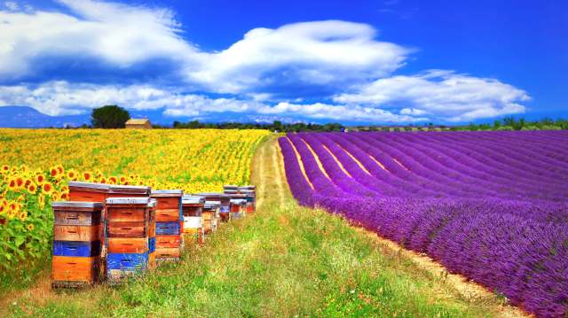 Beekeeping hives between sunflower and lavender fields.