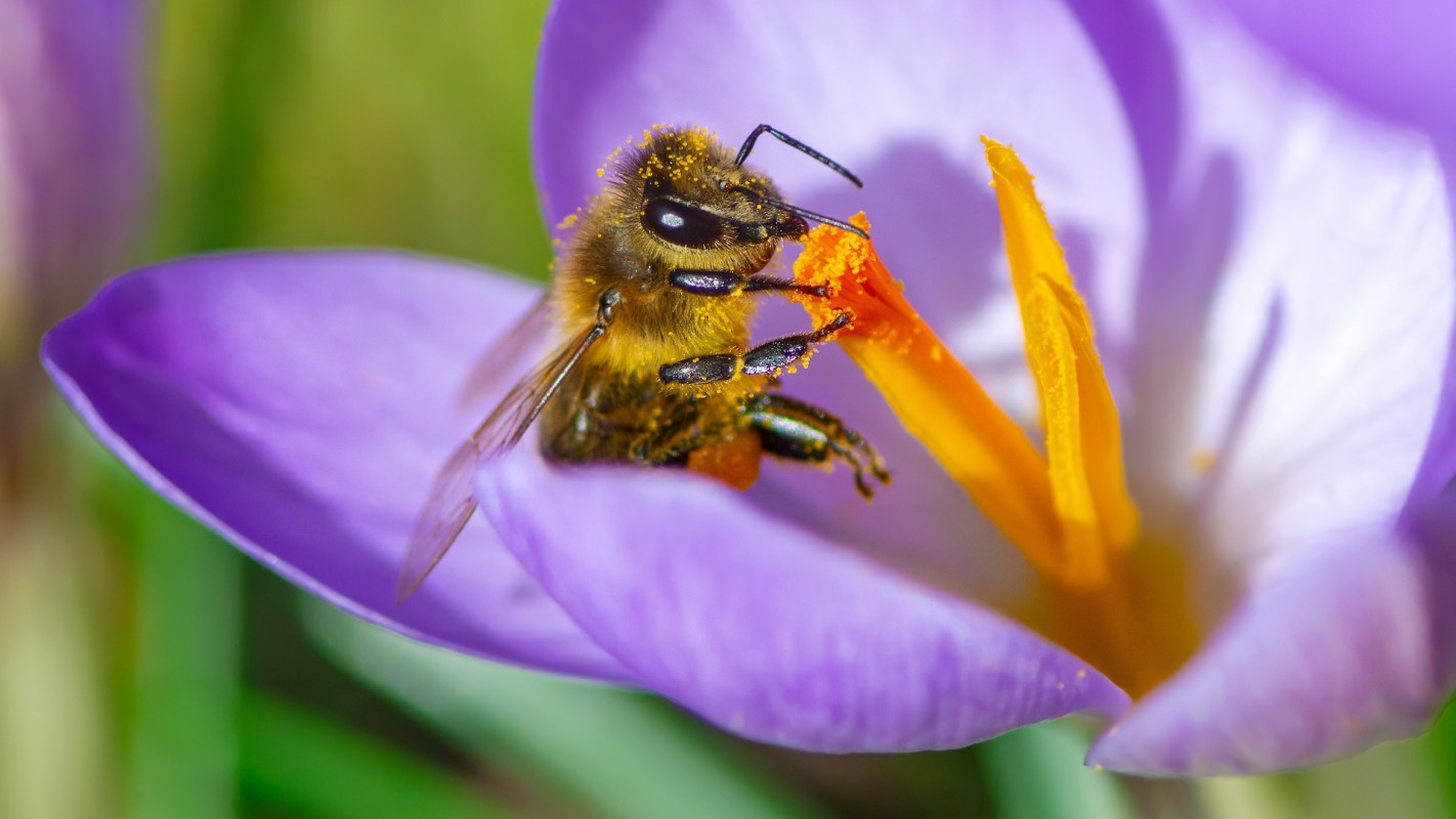 A bee collecting pollen from a purple flower.