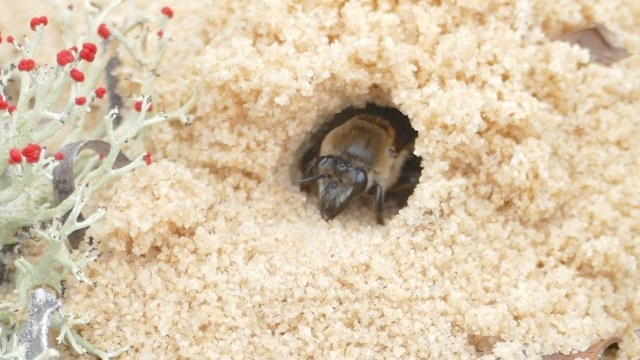 A bee emerging from a sandy burrow surrounded by lichen and tiny red berries.