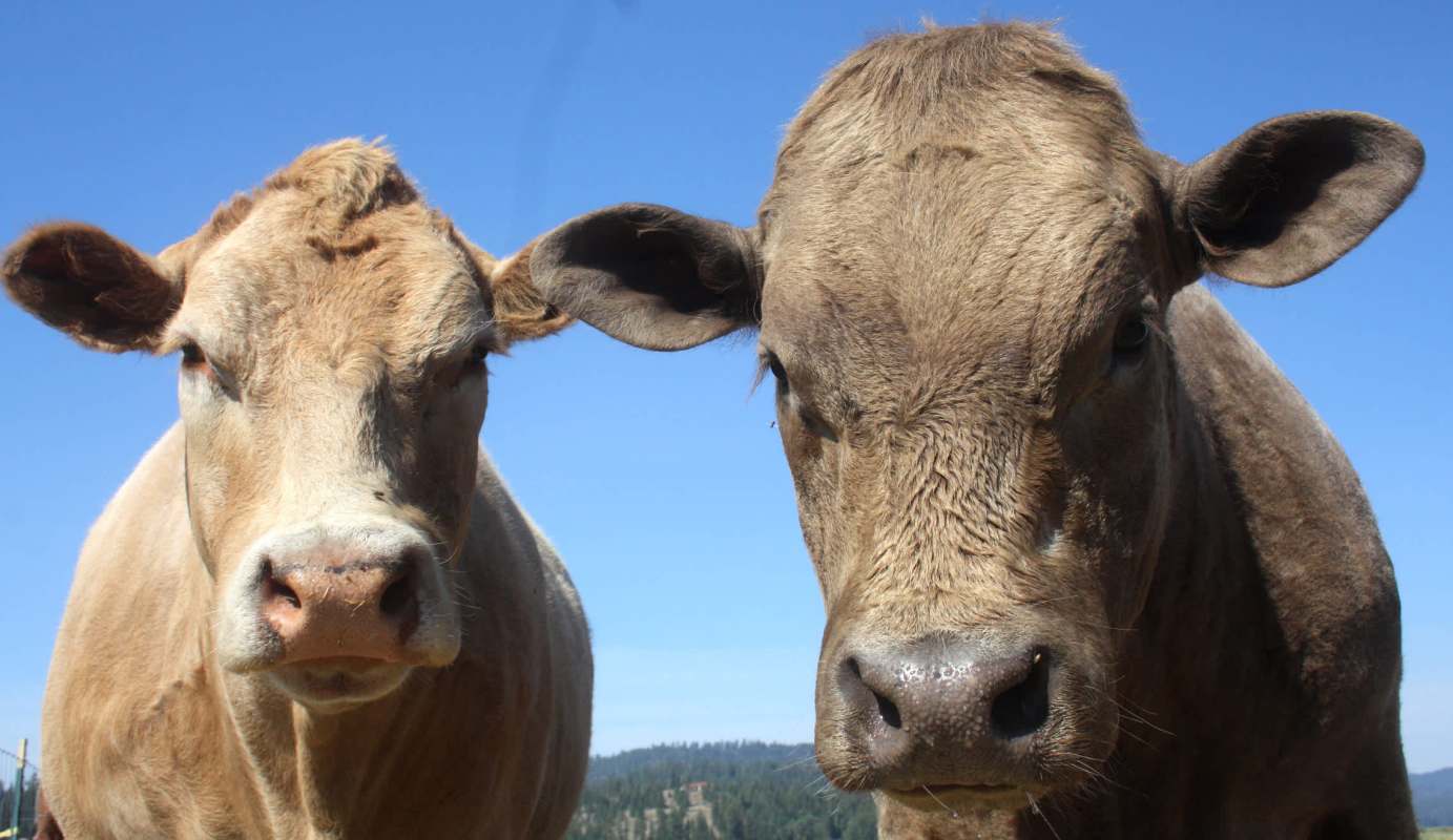 Two cows standing close together against a clear blue sky.