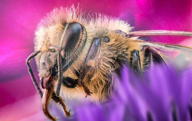 A close-up of a fuzzy bee on a vibrant pink and purple background.