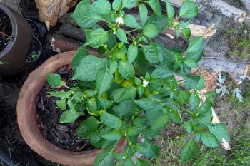A bell pepper plant growing in a pot.