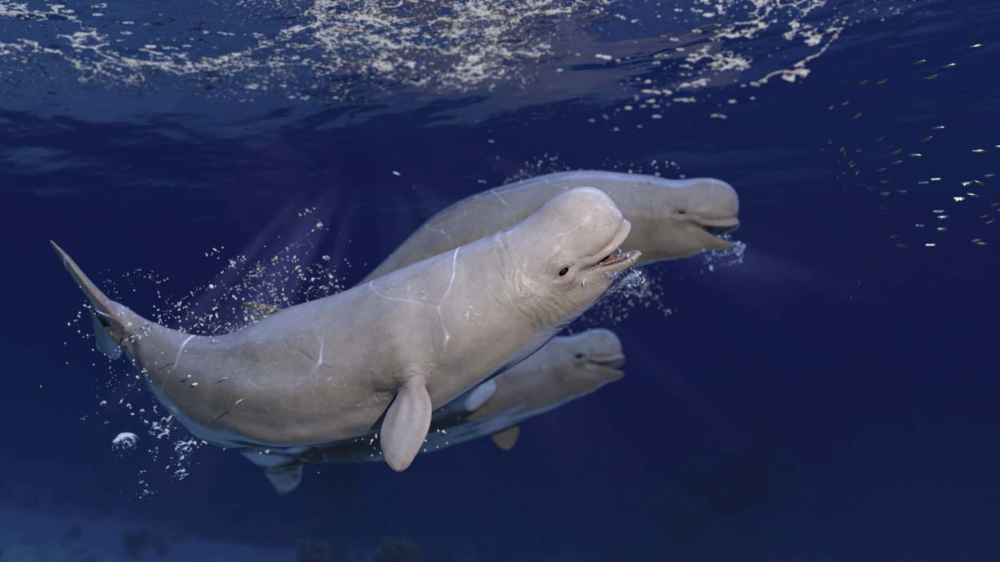 Three beluga whales swimming underwater, bubbles rising around them in a deep blue ocean.