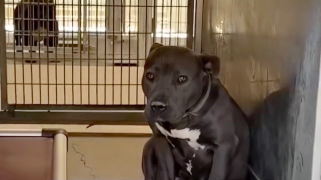 A black dog with a white chest sits in a kennel, looking directly at the camera with a worried expression.