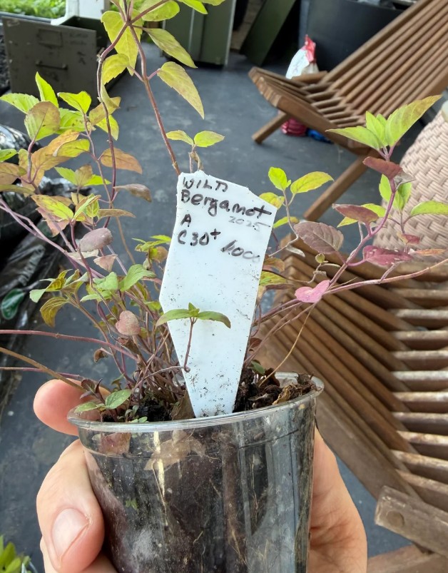 A hand holding a plant labeled "bergamot."