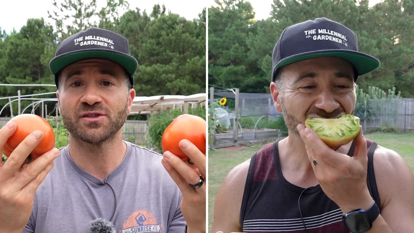 A man holds two ripe tomatoes in one image and takes a bite of a green tomato in another, surrounded by greenery.