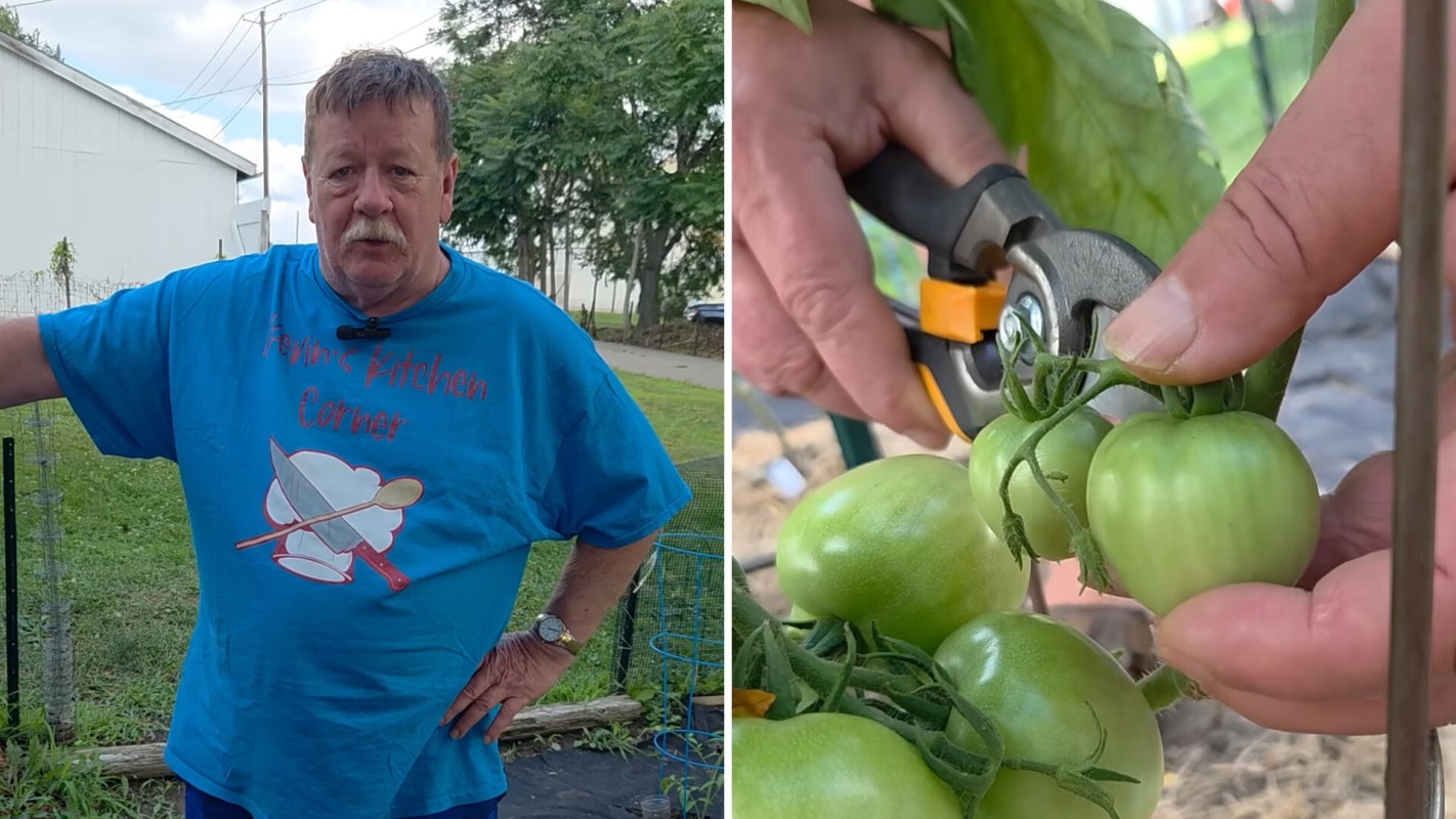 A man in a blue shirt stands in a garden while another hand clips green tomatoes from a vine.