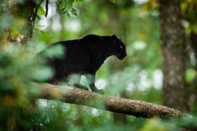 A black panther balancing on a branch.