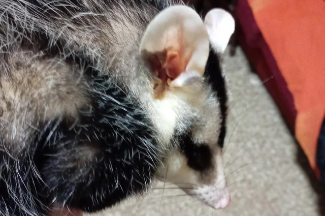 A close-up of an opossum's head showing its distinctive ears and fur patterns.