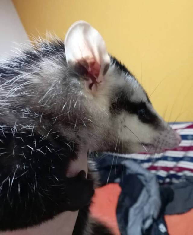 A close-up of an opossum's head showing its distinctive ears and fur patterns.